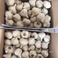 Cangshan Garlic para Indonésia